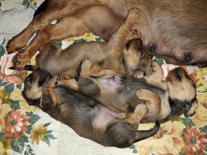 Welpen von Daisy von Pritschon – Klub Dachsbracke