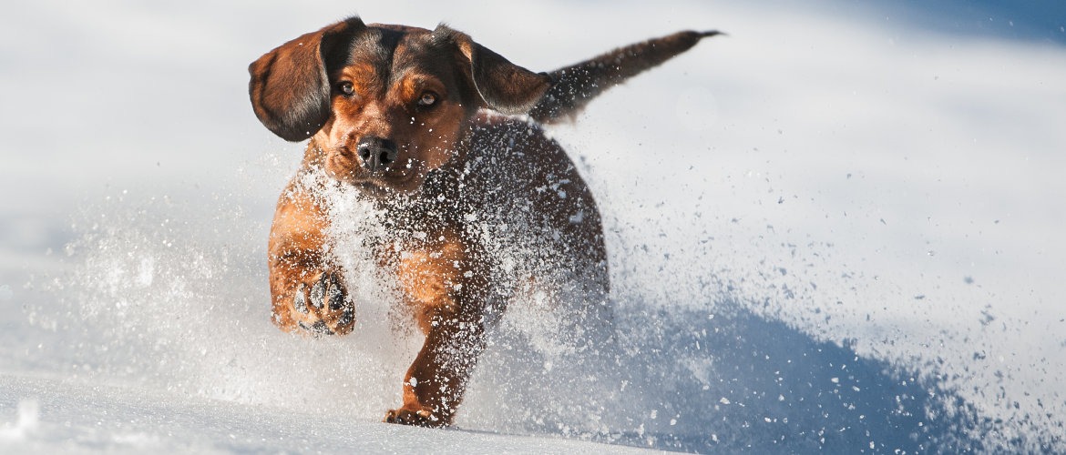 Klub Dachsbracke - (c) Burkhart Kaser