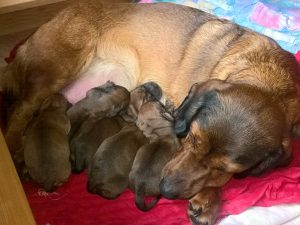 Nach der Geburt ist reichlich Durst vorhanden - Caja vom Salzatal mit ihren Welpen