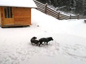 Cinda z Buntova mit Nero von Althausen - Klub Dachsbracke