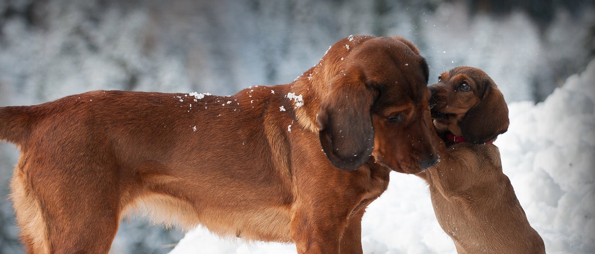 Klub Dachsbracke - (c) Burkhart Kaser