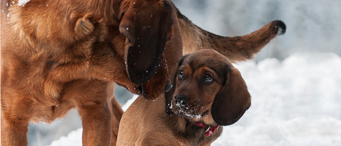 Klub Dachsbracke - (c) Burkhart Kaser