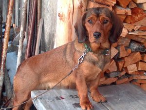 Bessi von der Sonnseit - Klub Dachsbracke