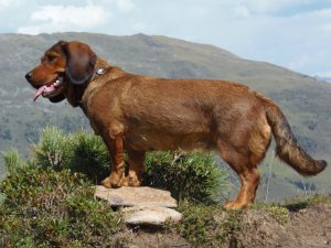 Bessi von der Sonnseit - Klub Dachsbracke