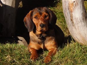 BOB bei der Internationalen Zuchtschau 2017 - Bessi von der Sonnseit - Klub Dachsbracke