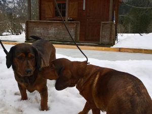 Cinda z Buntova mit Nero von Althausen - Klub Dachsbracke