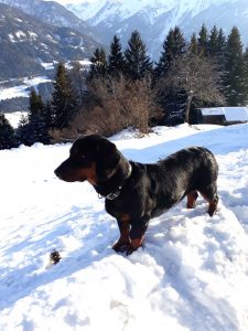 Cora od Labovica – Hundeführer und Besitzer: Reinhard Wille – Klub Dachsbracke