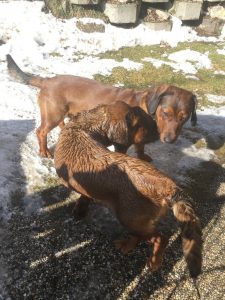 Gina vom Hühnerspiel mit Nino von der Kesselwand