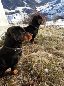 Vordergrund: Dina von der Hochasteralm - Hintergrund: Cora od Labovica