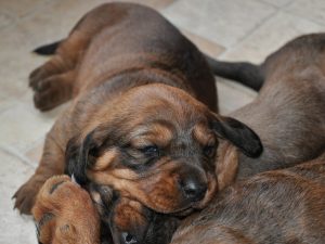 Welpen – Zwinger „vom Gössbach“ – 3. Woche – Klub Dachsbracke