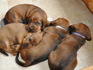 Welpen aus dem Zwinger „vom Gössbach“ in der 5. Woche – Klub Dachsbracke
