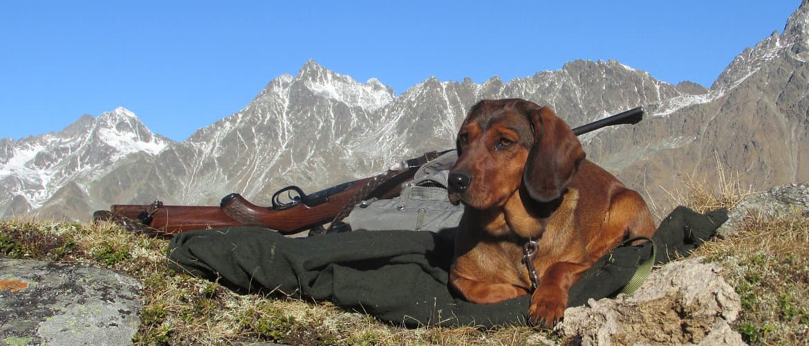 Jagdhund des Bergjägers - Klub Dachsbracke