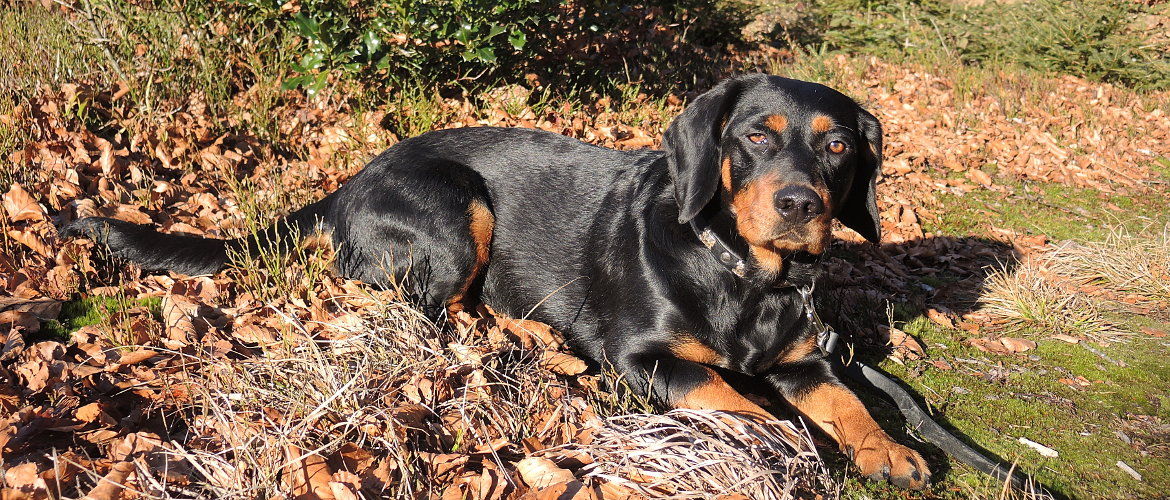 Bora vom Zirmegg - Klub Dachsbracke