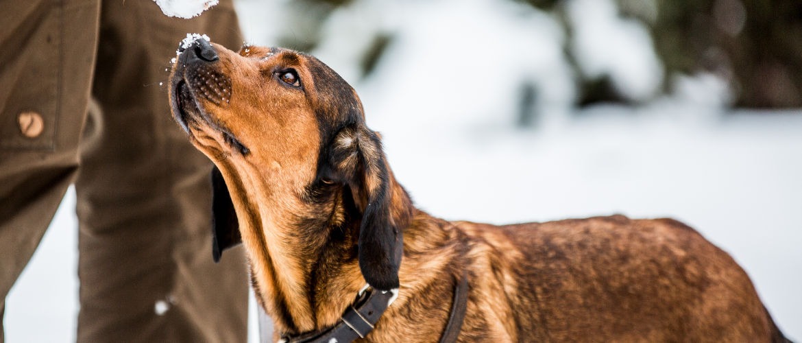 Caja vom Salzatal - Klub Dachsbracke