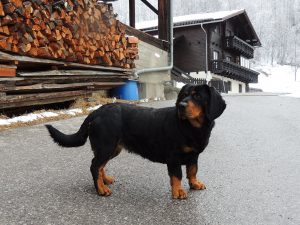 Chira vom Zirmegg - Klub Dachsbracke