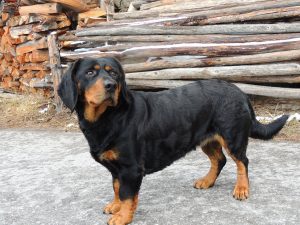 Chira vom Zirmegg - Klub Dachsbracke