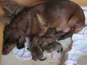 Cinda z Buntova mit ihren Welpen – Klub Dachsbracke