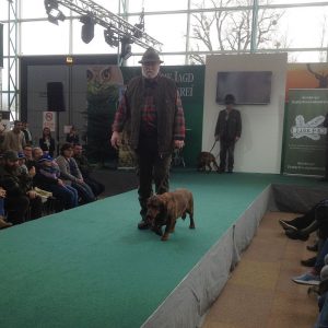 Walter Haslauer mit Enzo von den Hadenboden - Hohe Jagd 2018 - Klub Dachsbracke