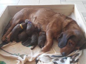 Bessi von der Sonnseit mit ihren Welpen - Klub Dachsbracke