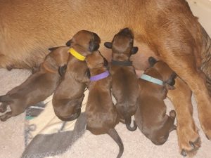 Bessi von der Sonnseit mit ihren Welpen - Klub Dachsbracke