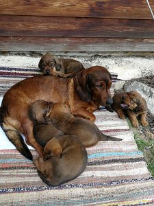 Cinda z Buntova mit ihren Welpen – Klub Dachsbracke