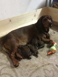 Gina vom Hühnerspiel mit ihren Welpen - Klub Dachsbracke