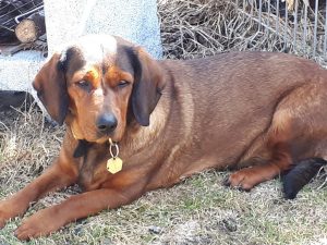 Maya von Althausen - Klub Dachsbracke