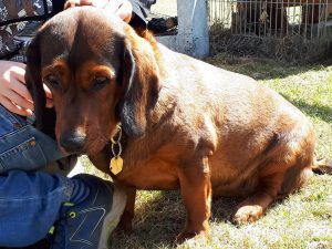 Maya von Althausen - Klub Dachsbracke