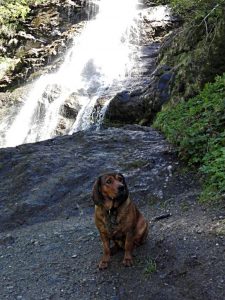 Nancy von Althausen - Klub Dachsbracke