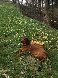 Nancy von Althausen - Klub Dachsbracke