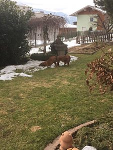 Erro vom Schnepfenstein mit Nancy von Althausen - Klub Dachsbracke