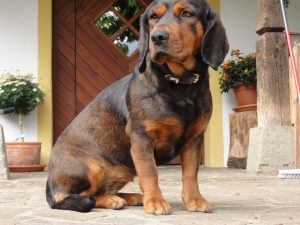 Ursa von der Ganzerin - Klub Dachsbracke