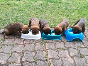 In der 4. Woche - Welpen vom Salzatal – Klub Dachsbracke