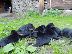 Welpen von Chira vom Zirmegg - Klub Dachsbracke