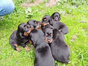 Welpen von Chira vom Zirmegg - Klub Dachsbracke