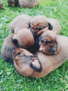 Welpen von Gina vom Hühnerspiel - Klub Dachsbracke