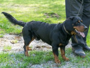 Rudi vom Feistritzgraben - Besitzer: Josef Gruber - Landestreffen der Landesgruppe Tirol 2018 – Klub Dachsbracke