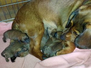 Maya von Althausen mit ihren Welpen am 1. Tag - Klub Dachsbracke