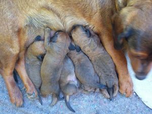 Maya von Althausen mit ihren Welpen am 3. Tag - Klub Dachsbracke