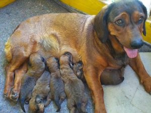 Maya von Althausen mit ihren Welpen am 4. Tag - Klub Dachsbracke
