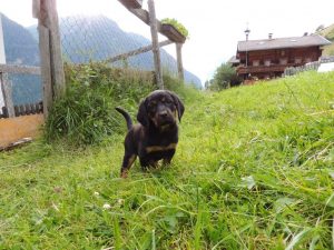 Welpen „von der Apriacheralm“ - Klub Dachsbracke