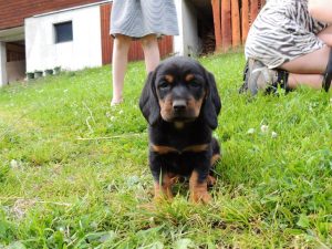 Welpen „von der Apriacheralm“ - Klub Dachsbracke