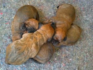 Welpen von Maya von Althausen am 5. Tag - Klub Dachsbracke