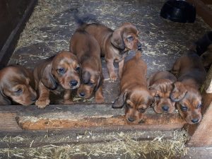 Welpen von Nancy von Althausen