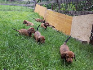 Welpen von Nancy von Althausen