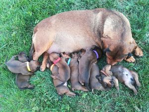 Emmi vom Schnepfenstein mit ihren Welpen - Klub Dachsbracke