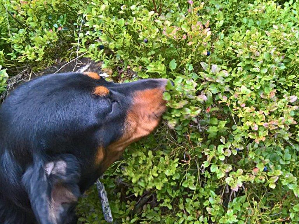 Rango vom Feistritzgraben beim Heidelbeerpflücken - Übungstag 2018 der Landesgruppe Salzburg – Klub Dachsbracke
