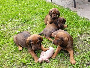 Die erste Sau ist gestellt – Klub Dachsbracke