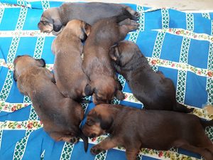 Welpen von Ursa von der Ganzerin – Klub Dachsbracke