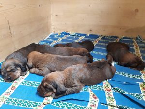 Welpen von Ursa von der Ganzerin – Klub Dachsbracke